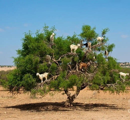 the Moroccan Goats at argan tree