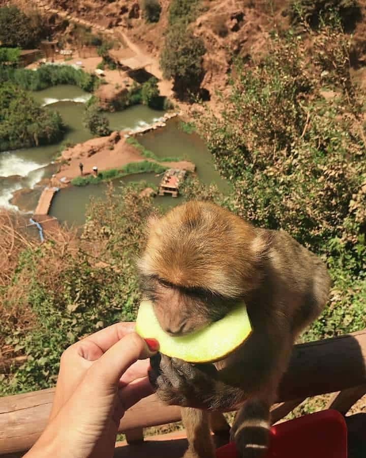 Monkey eating fruits in Ouzoud fall 