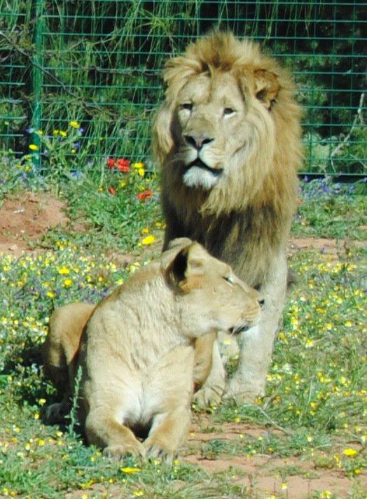 two lion in Rabat National Zoo