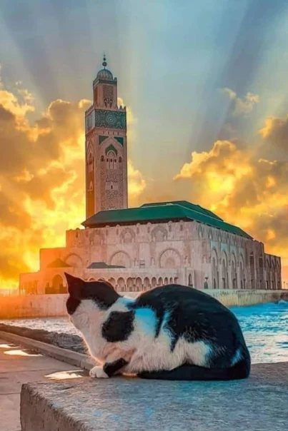 tours from casablanca