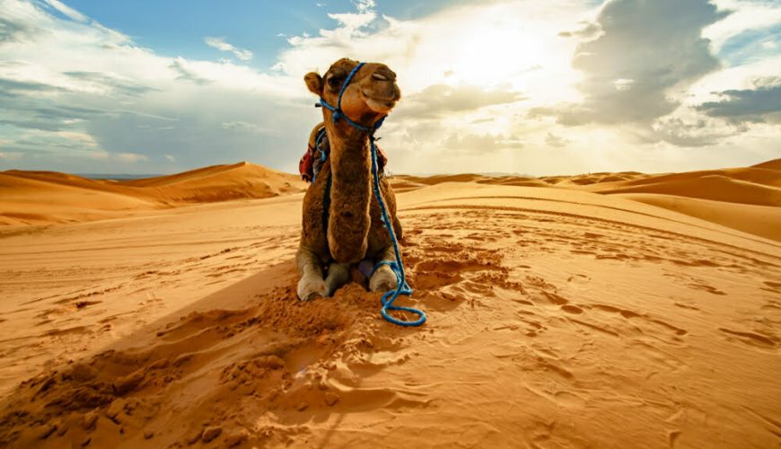 Sahara Desert Tours from Marrakech